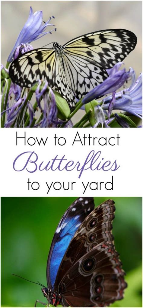 Here are more tips for what to plant to attract butterflies and hummingbirds and how to keep them happy, healthy, and returning to your yard. How To Attract Butterflies To Your Yard - Suburbia Unwrapped