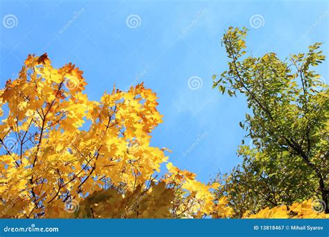 Autumn Foliage On Blue Sky Stock Image Image Of Lush 13818467