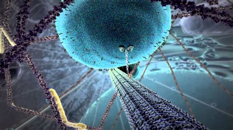 You better be if you want to phosphorylate that adp! "The Inner Life of the Cell" Animated by John Liebler ...
