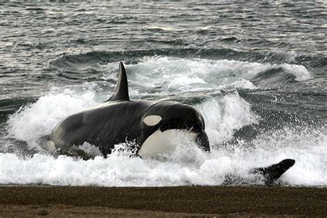 Killer Whales Bring The Hunt Onto Land Pics Nz