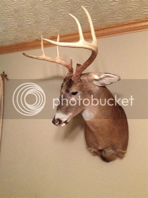 What Pose Did You Choose For Your 2013 Buck Mounts Page 2 The