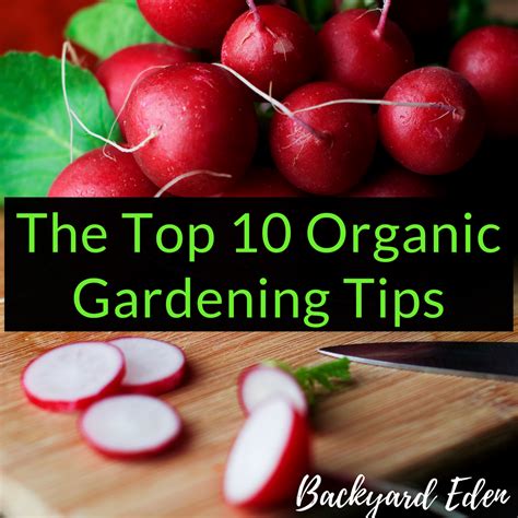 The Top 10 Organic Gardening Tips Backyard Eden