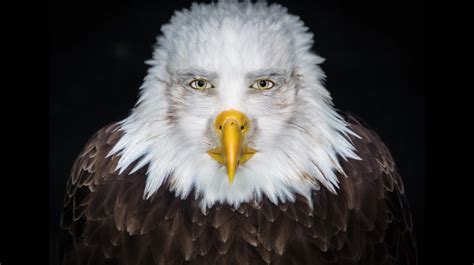 Staring Eagle Marvin Beak Know Your Meme