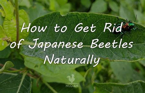 How To Get Rid Of Japanese Beetles Naturally Japanese