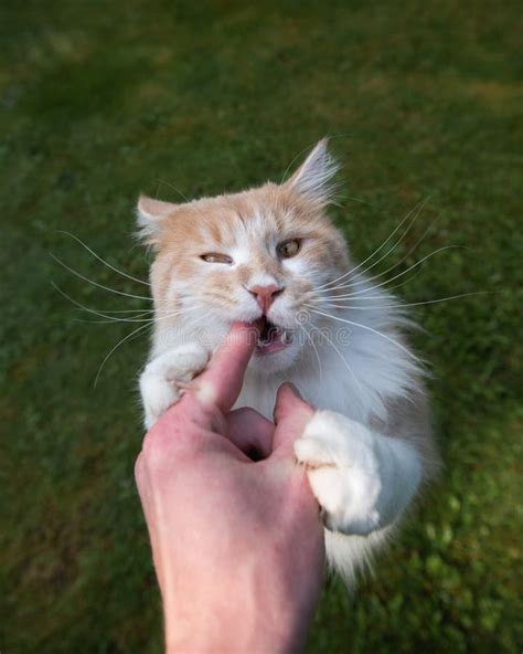 Hand Feeding Cat Biting Finger Outdoors Stock Photo Image Of Backyard