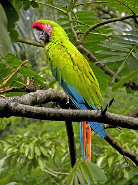 Great Green Macaw Alchetron The Free Social Encyclopedia