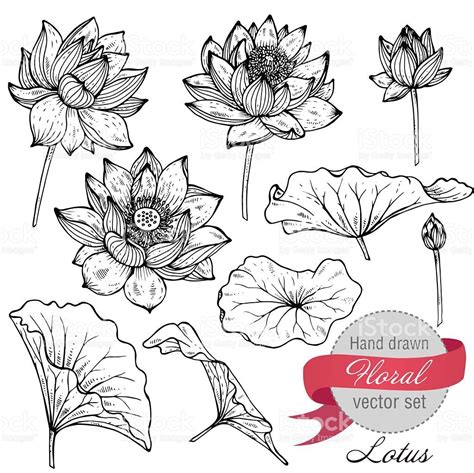 Vector Set Of Hand Drawn Lotus Flowers And Leaves Sketch Floral