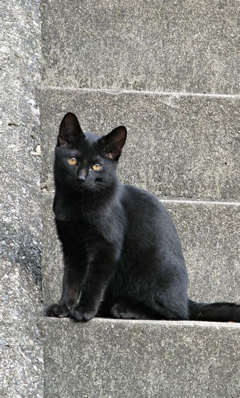 Black Cat So Beautiful I Love Black Cats And All Cats Neonwoman