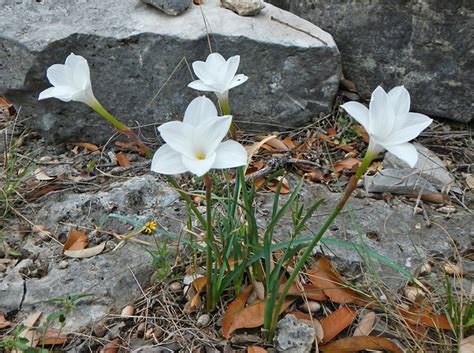 We design floral art for any occasion and now we have a beautiful wholesale flower market in south austin!. Austin.com Austin Flowers: 10 Beautiful Texas Blooms You ...