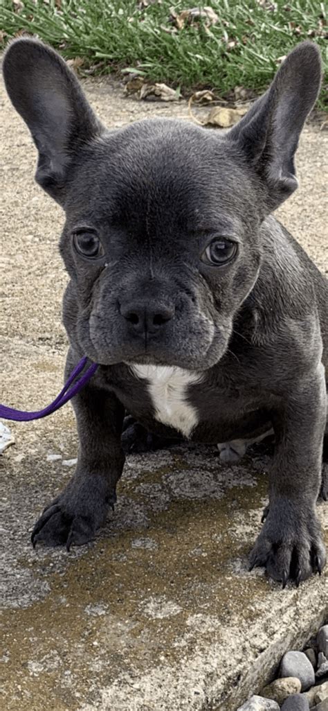 These puppies are not only easy to look after, but they're also incredibly patient and. French Bulldog Puppies For Sale | Peoria, IL #316369
