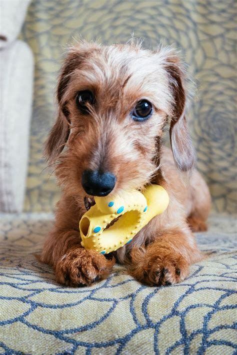 39 Dachshund Wirehaired Puppy For Sale Picture Bleumoonproductions