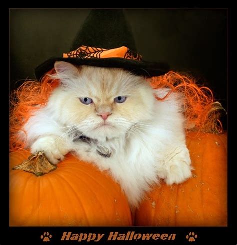 Grumpy Halloween Cat Cats Cat Dressed Up