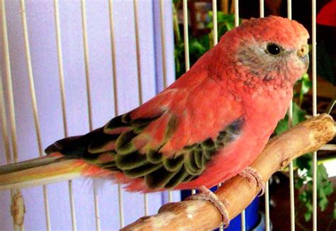 Kind of blue , released the following year, took the idea and developed it to an astounding degree. Small Parrots | The Different Types of Parrot | Parrots ...