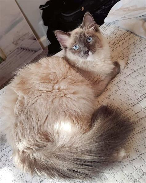 Ragamese Ragdoll And Siamese Mix Info Facts Pictures Faqs And More