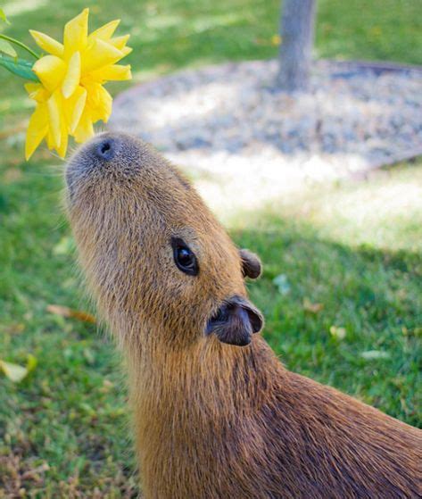 871 Best Capybara Images Capybara Animals Cute Animals