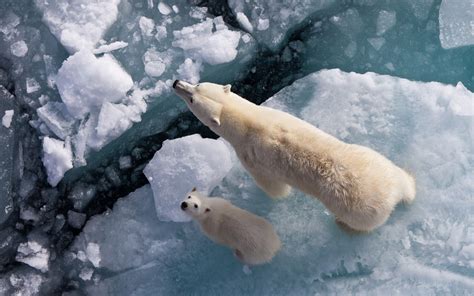 Tapeta Na Monitor Zvířata Lední Medvědi Led Moře Pohled Shora