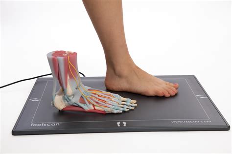Feet Biomechanics