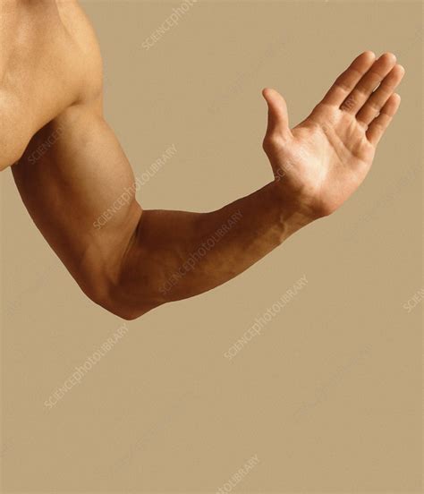 Man S Arm Stock Image P Science Photo Library