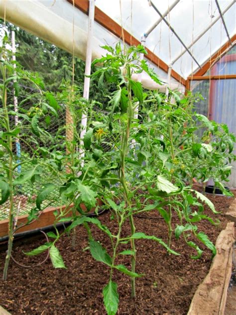 Tomato Plant Supports In Your Garden