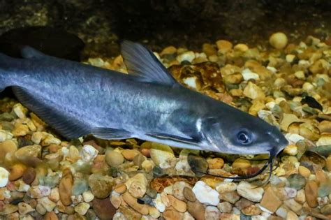 14 Incredible Types Of Catfish