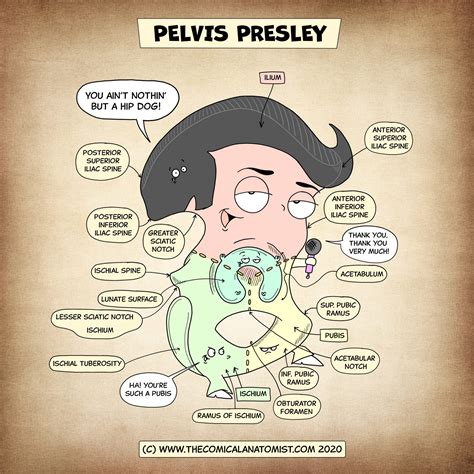 Pelvis Presley The Comical Anatomist