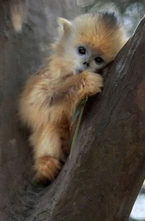 38 Best Cute Baby Monkeys Images On Pinterest Animals Nature And Wild Animals