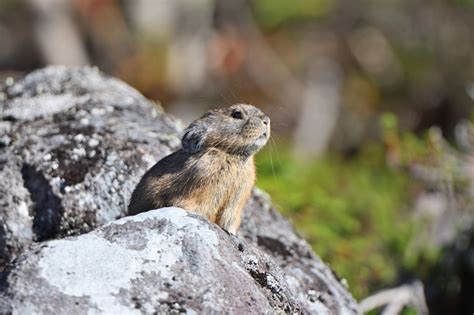 Japanese Pika Sunbathing On A Rock Stock Photo Download Image Now