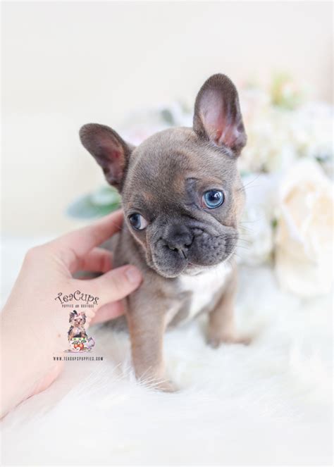 Blue Fawn French Bulldog Puppies Teacup Puppies And Boutique