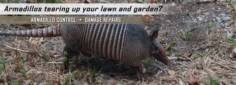 Armadillo Removal And Control Tampa Fl Aaac Wildlife Removal