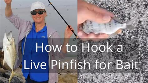 Salty 101 How To Hook Live Pinfish For Bait Youtube