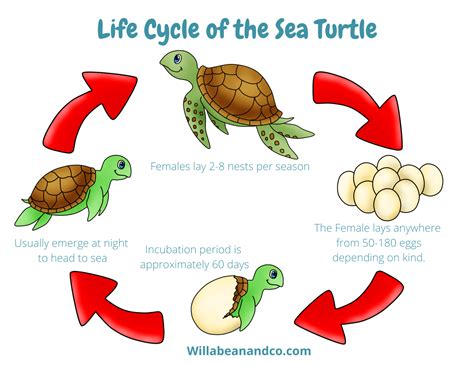 Sea Turtles Willa Bean And Co