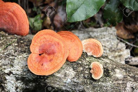 Orange Fungus On Tree Stump Pricilla Lin