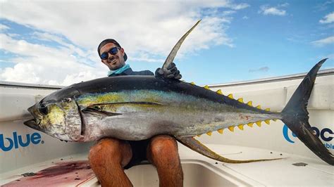 Yellowfin Tuna What Makes It Worth The Catch Blog 2019