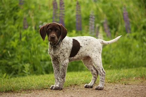 Pointer Dog Breed History And Some Interesting Facts
