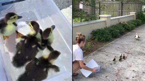Video Ducklings Rescued From Storm Drain Reunited With Mama Duck