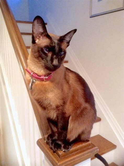 Épinglé par michele mckenzie bobbitt sur ~cats on stairs and banisters chats siamois siamois chat
