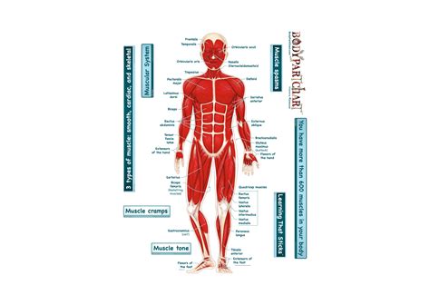 Muscles, for example, exert far greater forces than we might think. Simplified Muscular System (Labeled) - Body Part Chart Removable Wall Graphic Decal | Shop ...