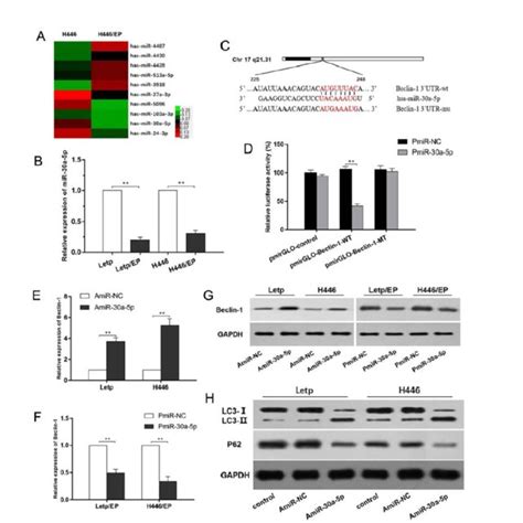 repression of beclin 1 reversed the chemoresistance of sclc cells in download scientific