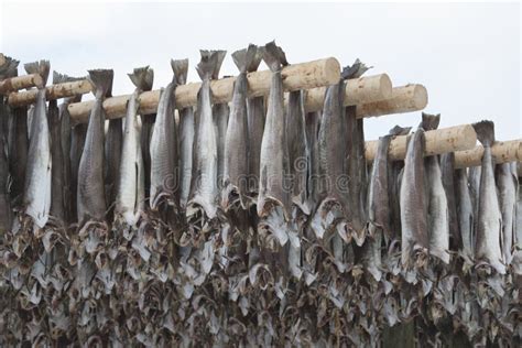 Dried Cod Stockfish In Loftofen Norway For Export To Italy Stock Image