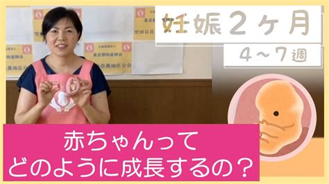 赤ちゃんって、どのように成長するの？【東京都助産師会】【妊娠】【胎児】 Youtube