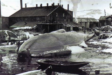 Blue Whale On The Flensing Platform At Grytviken Photo Taken In 1917