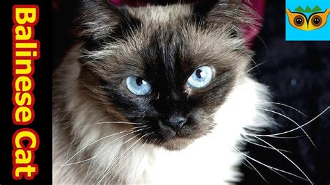 Balinese Cat Facts And Information Youtube