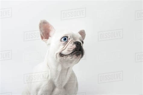 Adorable French Bulldog Puppy Isolated On White Stock Photo Dissolve