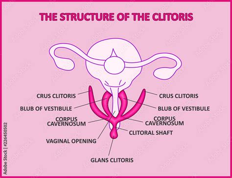 the structure of the clitoris a medical poster female anatomy vagina stock 벡터 adobe stock