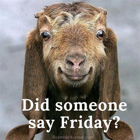 Funny Friday Goat Meme Free Images Bramble Avenue