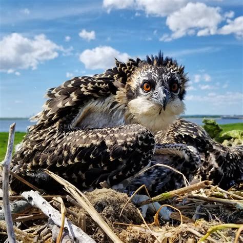 World Migratory Bird Day 2019 At The The Jamaica Bay