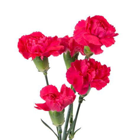 Loose Stem Hot Pink Mini Carnation Flower Delivery Glendale Az Elite