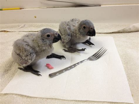 Baby African Greys African Grey Parrot Parrot Parrot Pet