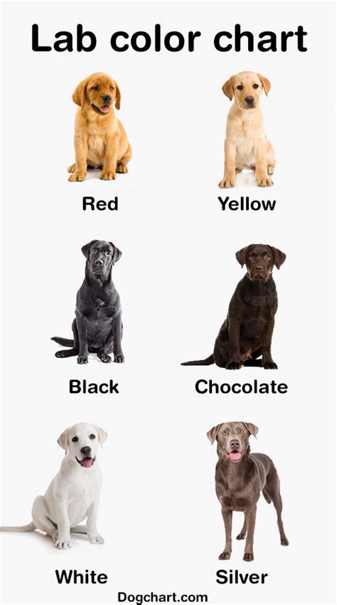 Labrador Retriever Color Chart Breed Genetic And Coat Color