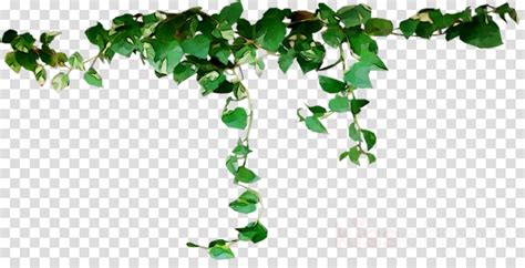 How To Clip Ivy Plants